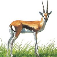 GazellesClass (@gazellesclass) 's Twitter Profile