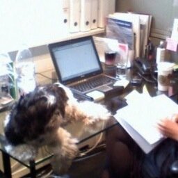 PR / Brand Consultant. Mother to 2 small children and far too many animals...