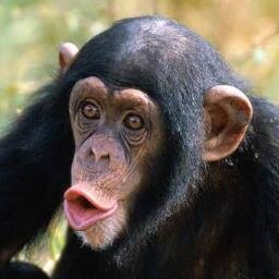 Professional Monkey