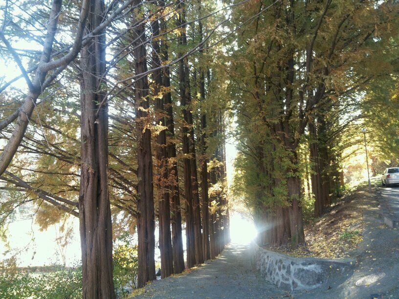 toorae's profile picture. 