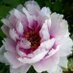 (((Lesley Roberts))) (@gallimaufrey777) Twitter profile photo (((Lesley Roberts))) (@gallimaufrey777) Twitter profile photo