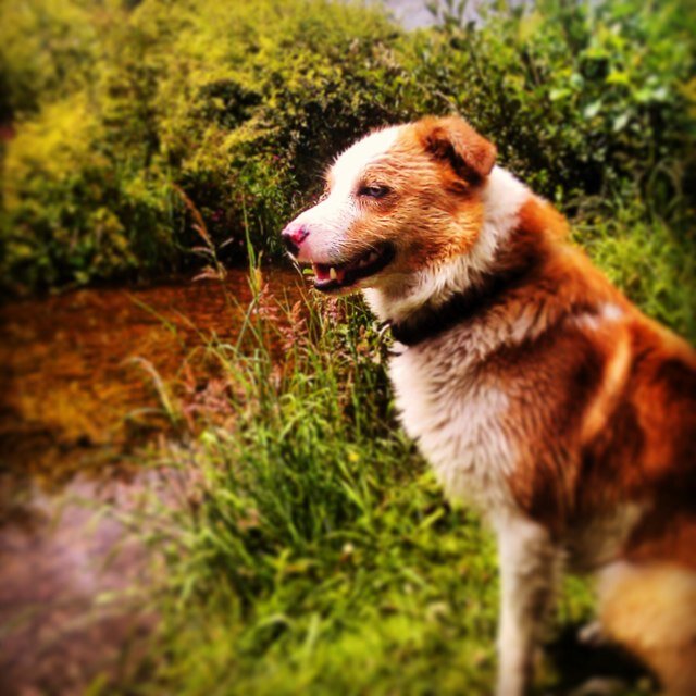 indulger of travel, music (particularly Led Zep/Plant) nature, wine and welsh sheepdogs !