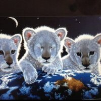 Susie Mckelvey - @lionlover11100 Twitter Profile Photo