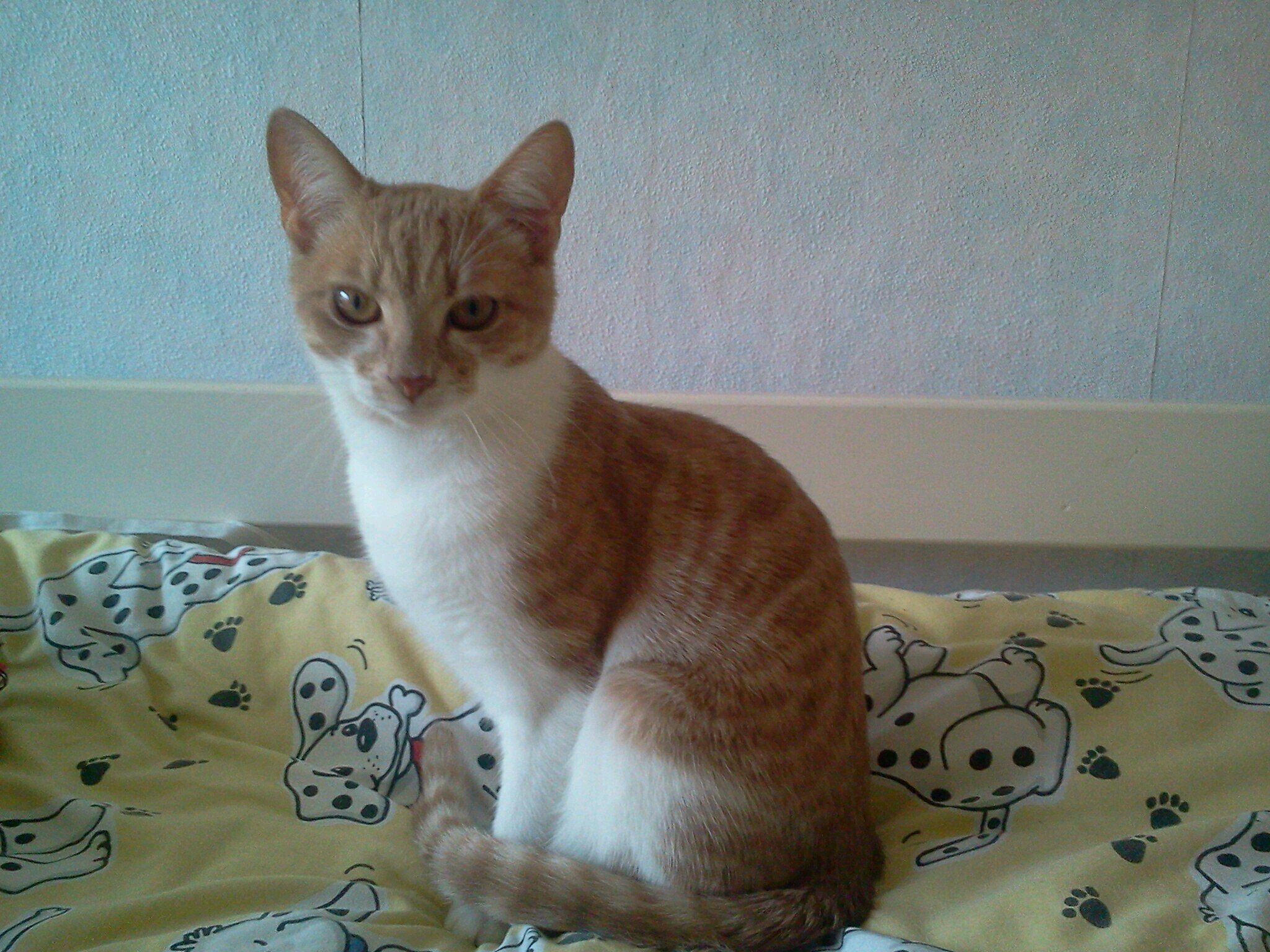 Ja, ik ben eigenlijk een kitten van 7 maanden oud meer niet :) — nf 〓 nfb