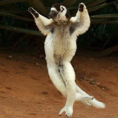 ニーナ ハッサン Twitter ニーナ ハッサン Twitter