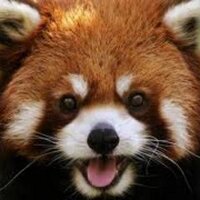 will edes (@willvedes) 's Twitter Profile Photo