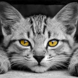 ulka778's profile picture. 