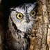 Hibou du web (@hibouduweb) Twitter profile photo
