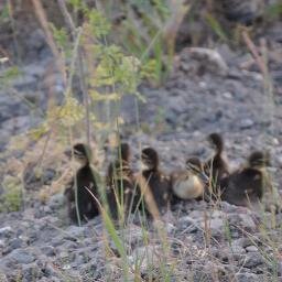 atabey_alper's profile picture. 