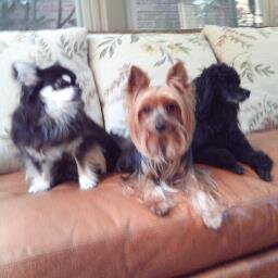 Widow, have three four legged children, Attend Cornerstone Baptist Church Love to travel and garden