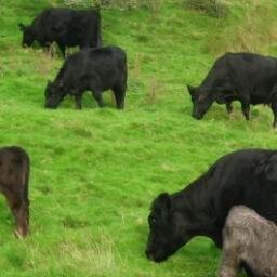 organigbini's profile picture. Ffarmwr mynydd yn cyflawni biff a cig oen organig/ organic beef and lamb hill farmer