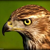 ElearElda (@elearelda) 's Twitter Profile