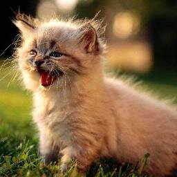 straight4ward's profile picture. I am a man of hundred labels with no actual content, whatsoever!