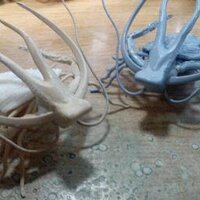 貧乏神博士RX (@mc88000) 's Twitter Profile Photo