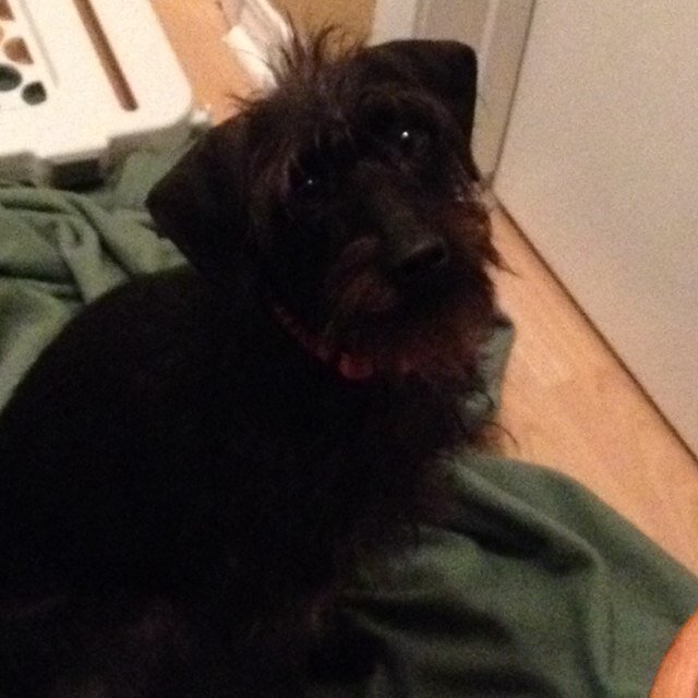 SchauLaura's profile picture. BSc (zoology), sister, child, known to the gaming community as Faerwhyn. Catan on crack, currently favourite new game