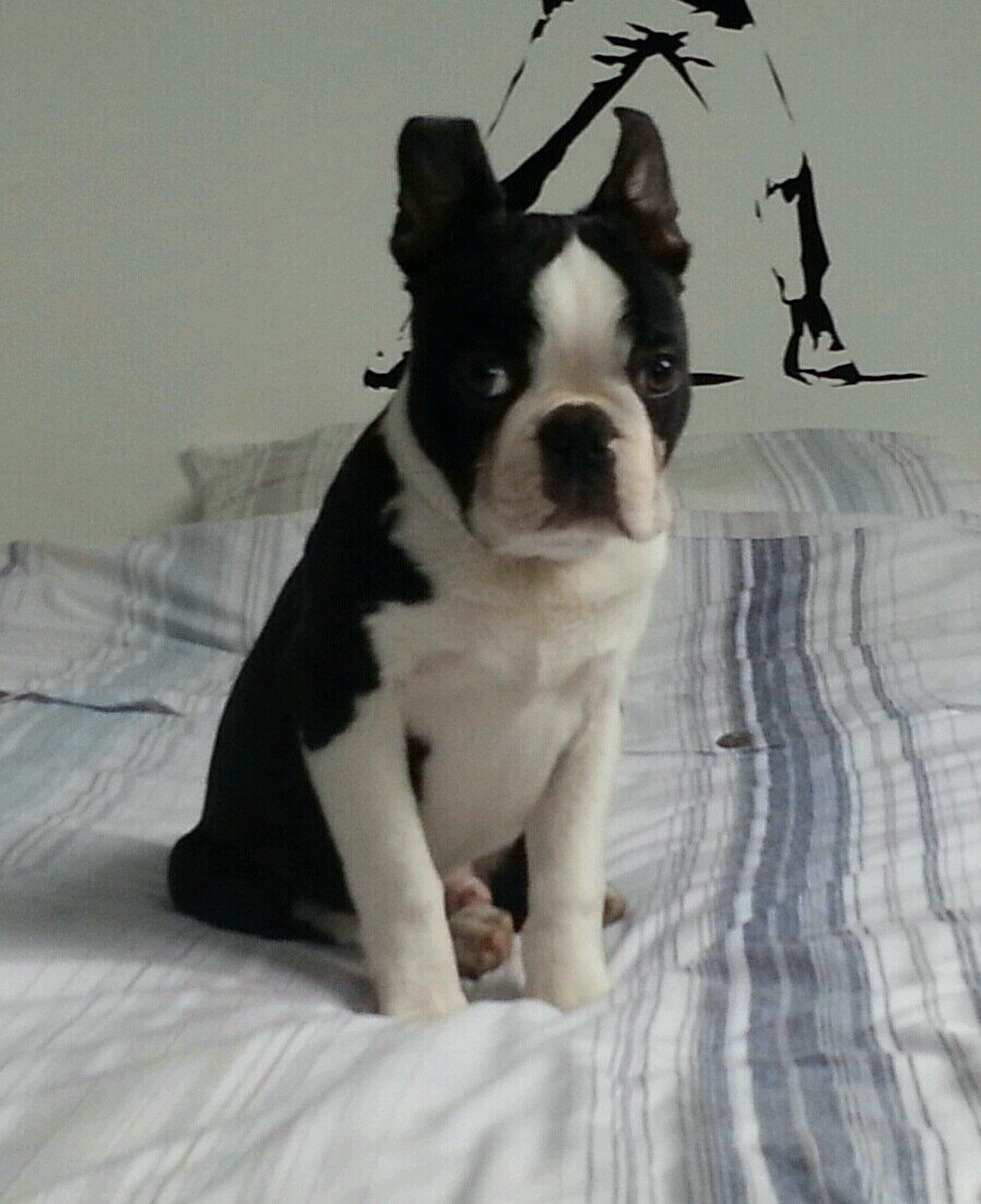 bostonbertie's profile picture. I'm not just a dog......
I like to chase the lawnmower and jump up at people's legs.