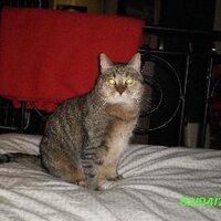 Kerstin Schmitz-Dott (@syrpa) 's Twitter Profile