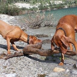 The story about 2 amazing Vizsla's in western Canada! Follow our blog & follow us on http://t.co/2WvwgL9mBp