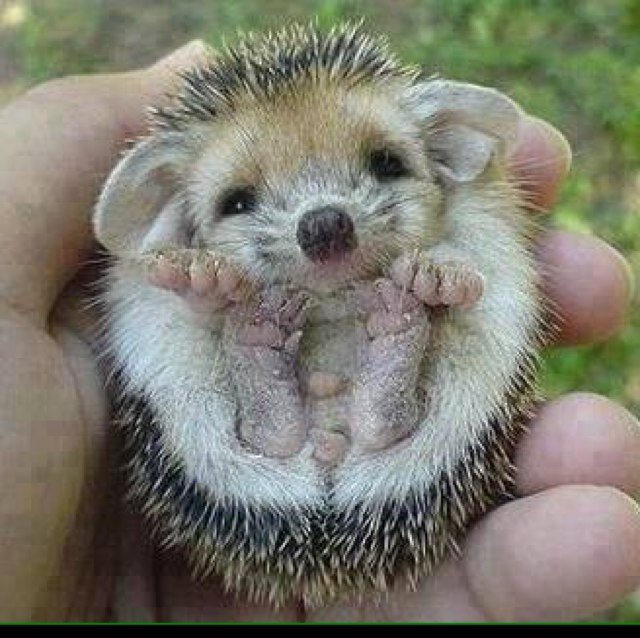 AnimalPeace98's profile picture. 