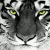 Toufik (@toufikb82) Twitter profile photo