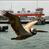 Galveston Ferry(@GalvestonFerry) 's Twitter Profile Photo