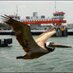 Galveston Ferry (@GalvestonFerry) Twitter profile photo