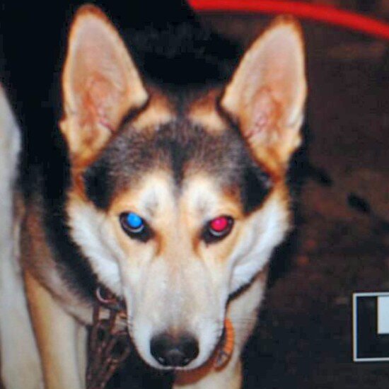 sultanyazd's profile picture. I