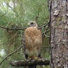 Happenings and info regarding Matanzas Woods in Palm Coast, FL. Account managed by residents of Matanzas Woods.