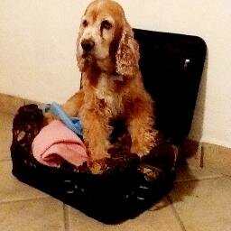 patyfioretto's profile picture. periodista, jefe de seccción,maestra de periodismo