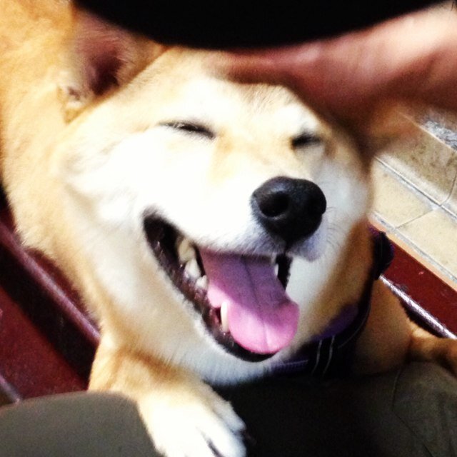 DD_SHIBA's profile picture. Im Shiba DD (7.7.2011) daily photo taken by my mama. Thank you for stop by and follow. Please also follow @SHIBA_inc account. We design shiba products.