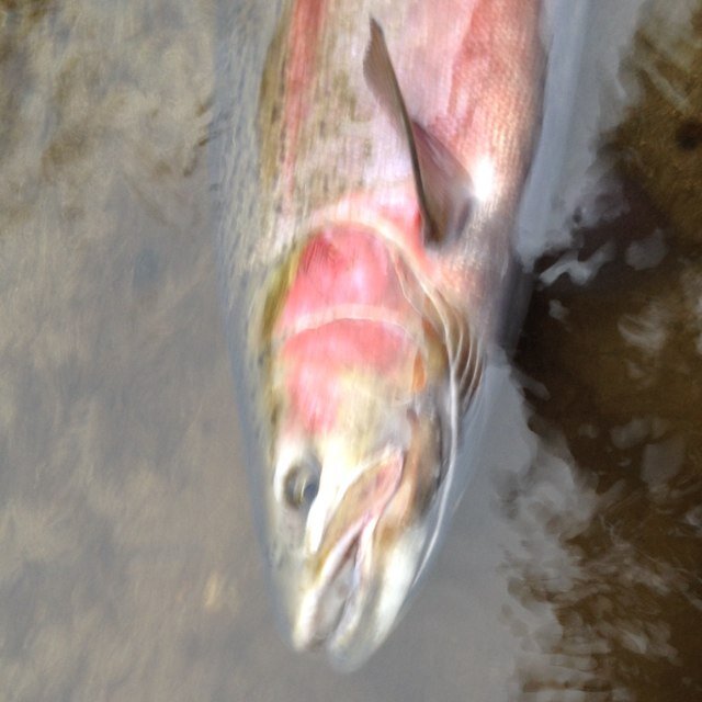 steelheadtroy's profile picture. Flyfishing nut, father, husband and enviromental activist.