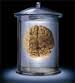 I seem like I am in a bit of a pickle. Left at the alter by Michael (Brain Drain) Hfuhruhurr, my life is about getting out of my jar and getting even.