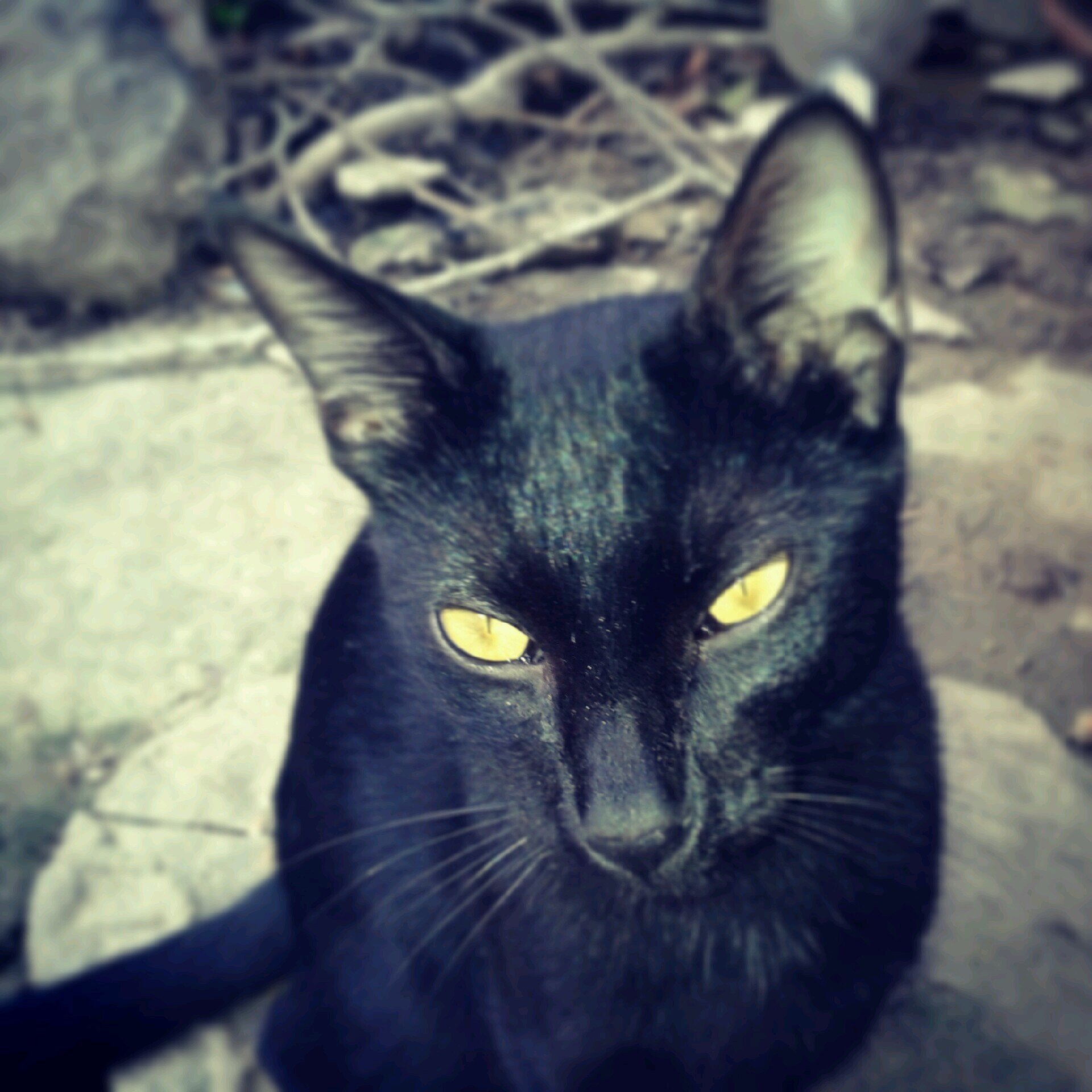 antony_romerol's profile picture. Un maldito egocéntrico-narcisista.
A fucking selfish-narcissist.