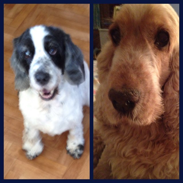 The 2 brightest stars in the night sky, guardian angels to little @moonlightmegan1 rescued from Many Tears Animal Rescue