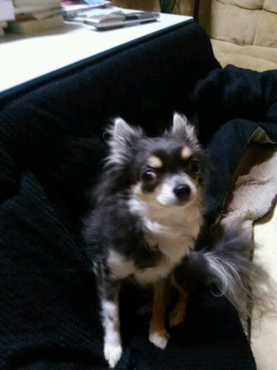 画像はうちの犬。リア友専用垢です。はい。わりとどうでもいい事を呟きます。