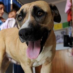 Ek was net nog 'n hond. Toe val ek in 'n Groot Gat en die wêreld aanskou my redding. Ek is Kimberley se nuwe diamant. Ek blaf in Afrikaans #StertSwaaiLekker