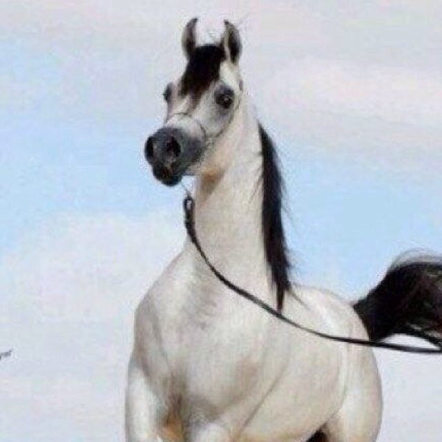 ‏العقل وعاء ،خلق ليملأ،فإن لم تبادره بالخير ،بادره الشيطان بالشر