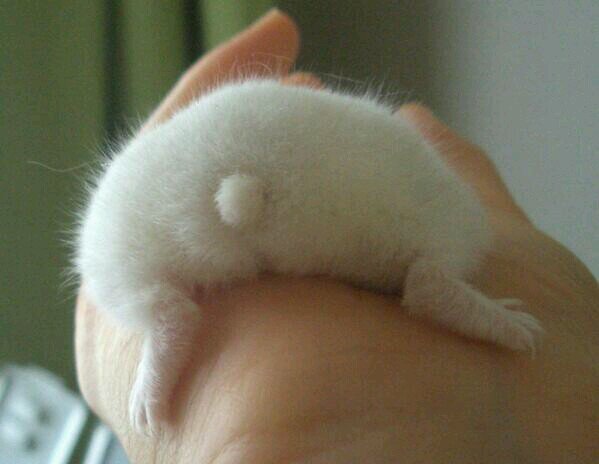 おもしろい事☆などなど☆ツイートして行きます☆♪ フォロー☆よろしく☆お願いします☆♪ おもしろい事ありましたら 教えてくださいませぇ～☆♪