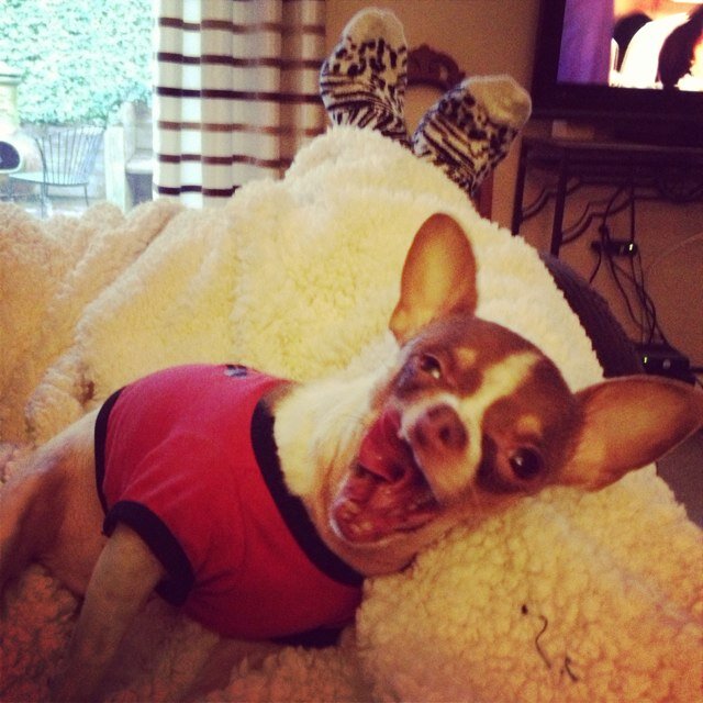 TheDutchMonster's profile picture. #Cute #Teacup #Chihuahua & the #muse behind #PuppyLuxe by @LaureLuxe ⚡Loves: bitches, #bacon, #travel, #sun and #fun !Follow the amazing adventures