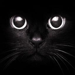 ねこの不思議とネコ診断なぞをつぶやいております。ネコが好きだ！たまらん！という方、ネコねたでほっこりまったりして下さい。　　ネコ好きさんのフォローがなによりうれしいです。100％フォロバします〜
