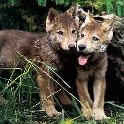 Loup recueilli et élevé par @Xaryan_ lorsqu'il n'était qu'un louveteau.