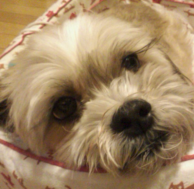 sgnr's profile picture. ☮1959年生の喫煙者。中国ICT企業の在日野良顧問を引退し、只の野良（無職）へ。現在「双極性障碍」に振り回されてます。入郷而随郷, 入俗而随俗☮