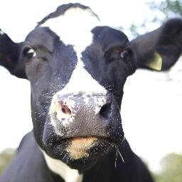 We live in the Cotswolds! Come visit the luckiest cows in the world.