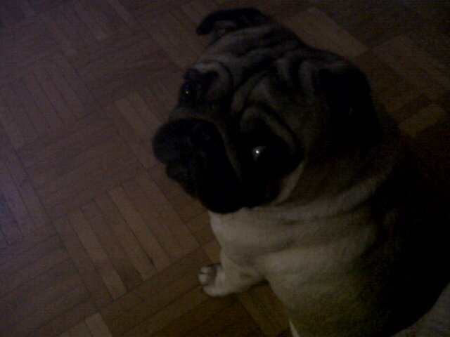 lorenacarlap's profile picture. 