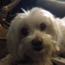 Abigail Root - @root4thestars - Twitter