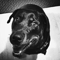 I'm a Rottie named after a Rolling Stones song. We must eradicate all squirrels on the Earth. They know what they did...