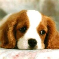 Aww cute (@awwcuties) 's Twitter Profile