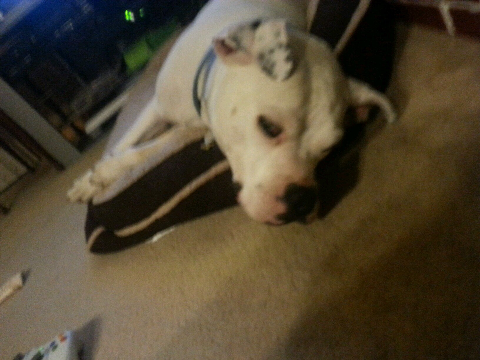 boltegaines's profile picture. realist puppy in tha game