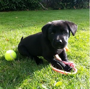 OffleashMag's profile picture. For dog lovers! 
http://t.co/BygThMnYxo