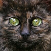 I am undisciplined and rambunctious, but I learn very quickly from my mistakes. I am currently in Hopeclan now. Also a kit.